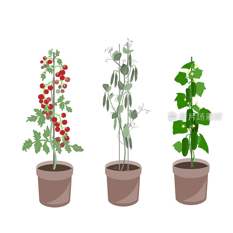 自制蔬菜套装。黄瓜，西红柿，和绿豌豆种植在一个容器。花盆里的有机蔬菜。矢量收集隔离在白色上。