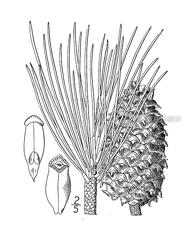古植物学植物插图:黄松、西黄松