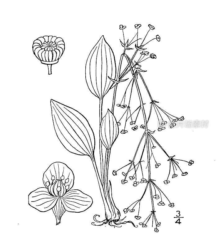 古植物学植物插图:泽利斯马车前草、水车前草