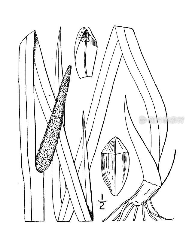 古植物学植物插图:菖蒲、菖蒲、菖蒲根
