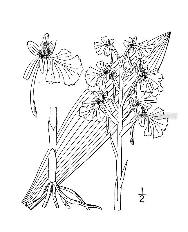 古植物学植物插图:紫花兰花、无穗兰花