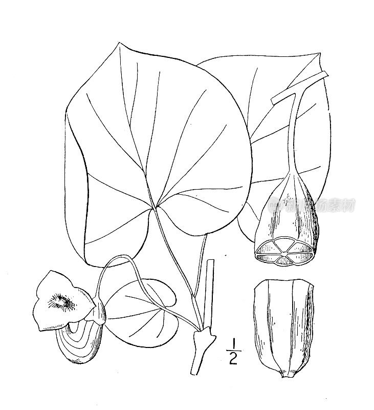 古植物学植物插图:马兜铃，荷兰人的烟斗