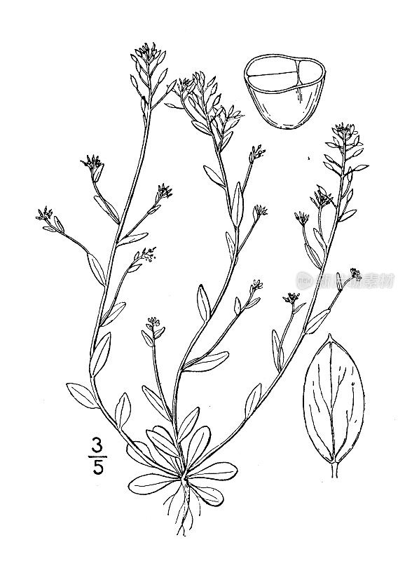 古植物学植物插图:短柄草，短果草