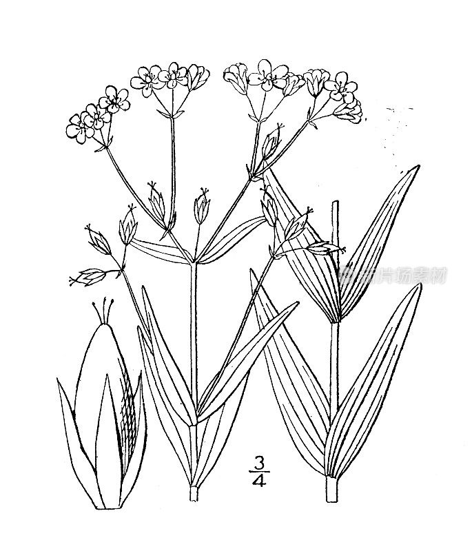 古植物学植物插图:金丝桃，较大的加拿大圣约翰草