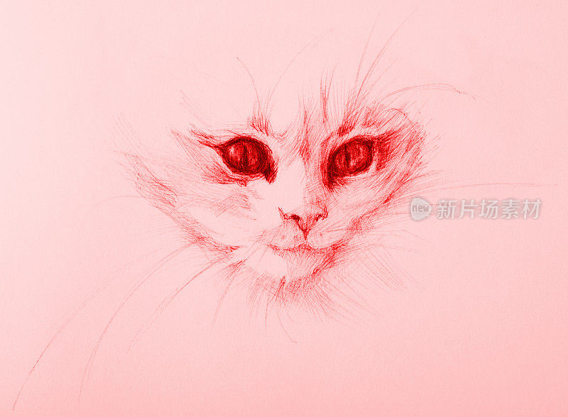 插图铅笔画小猫的肖像在红纸背景