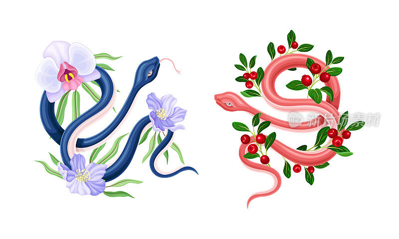 优雅的蛇盘绕美丽的盛开的兰花和蔓越莓树枝矢量集