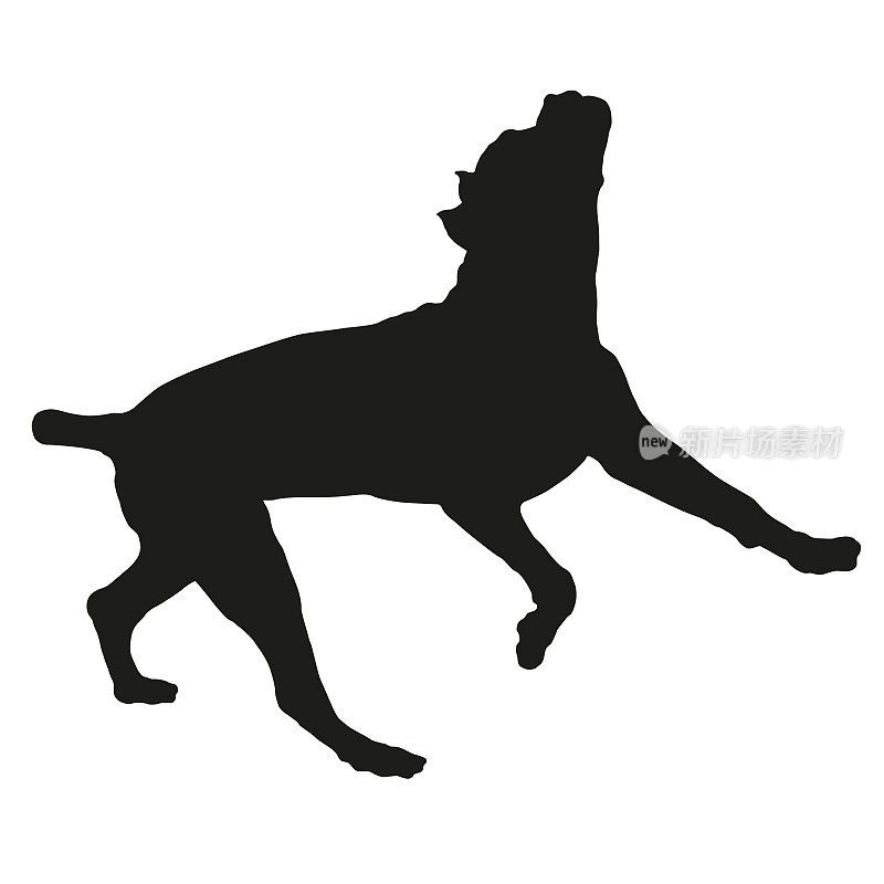 跳藤条意大利小狗。意大利科索犬或意大利獒犬。黑狗轮廓。宠物的动物。孤立在白色背景上。