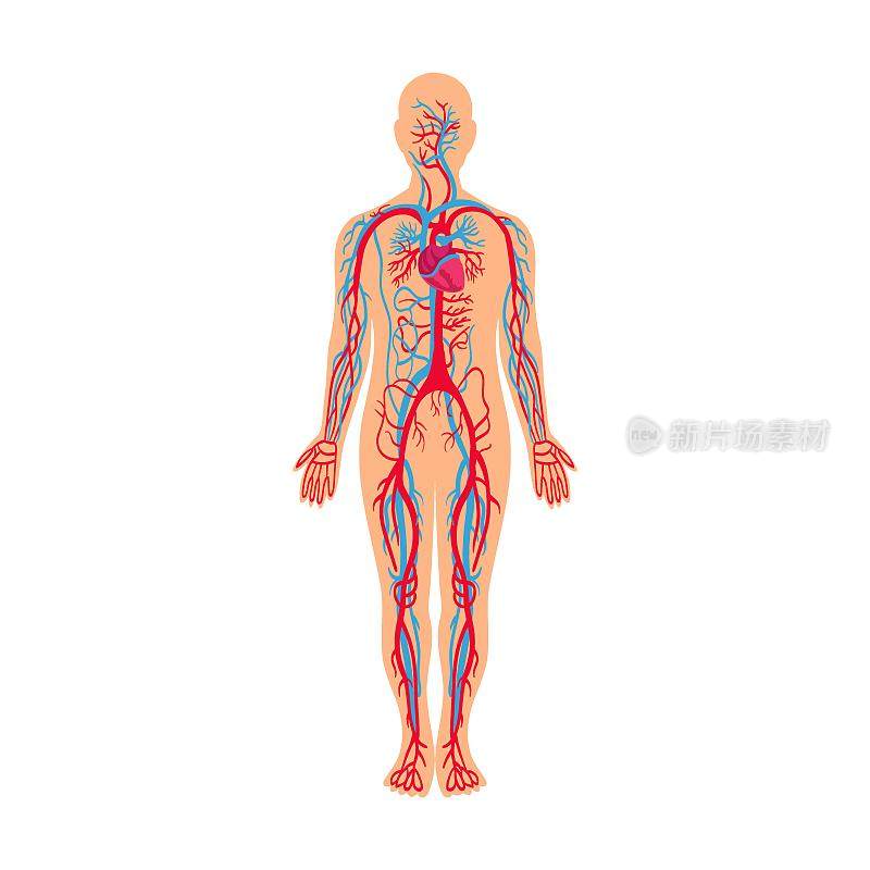 循环系统，人体肌肉和骨骼矢量插图。卡通人物的解剖结构孤立在白色背景