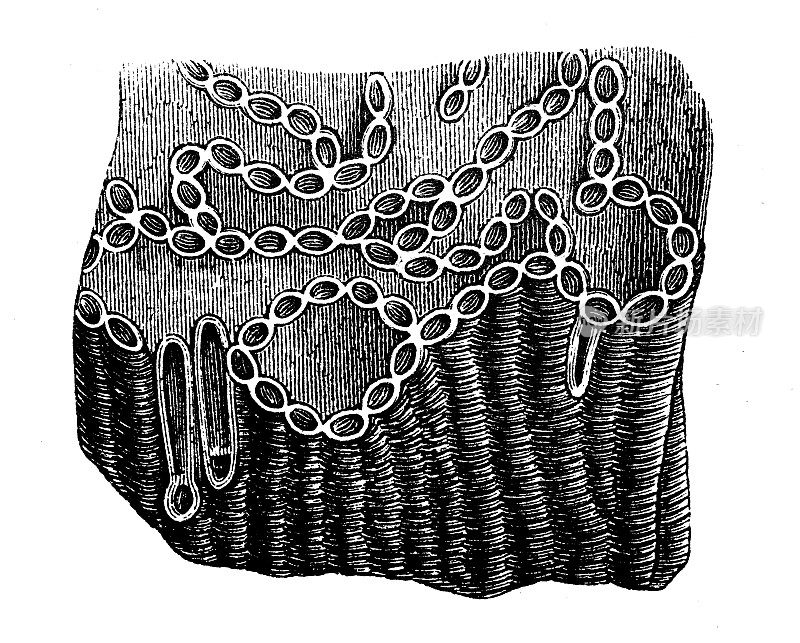 古董插图，地质和化石:Catenipora迷宫