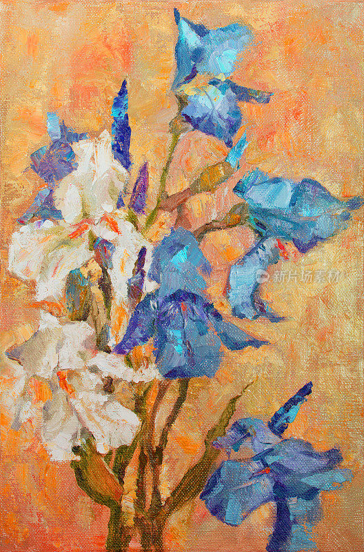 插图艺术品油画花风景盛开的白色和蓝色的鸢尾花