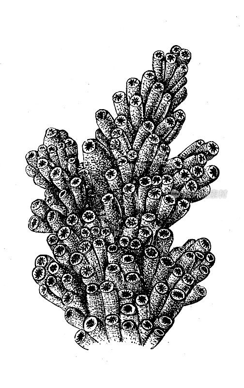仿古生物动物学图片:疣状珊瑚虫