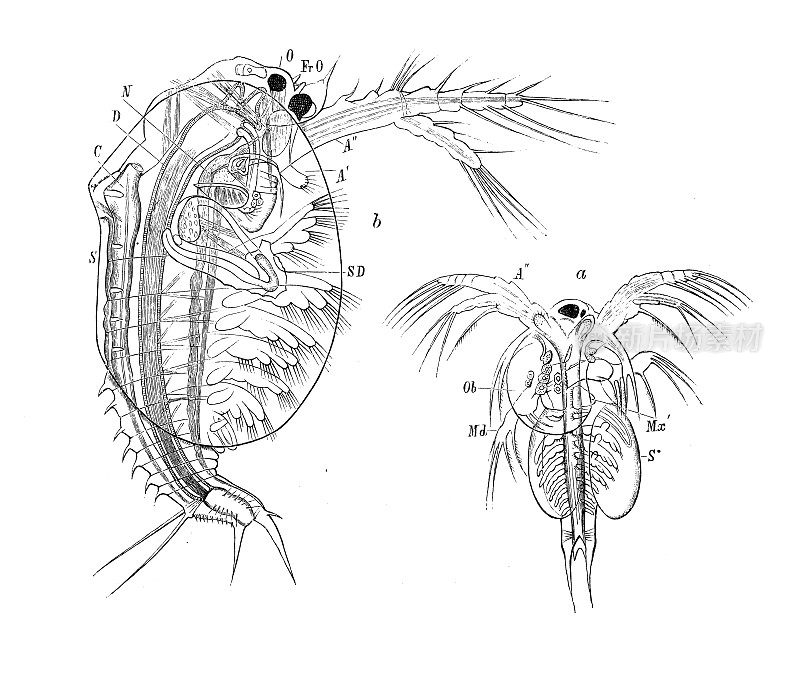 古董生物动物学图像:艾斯特氏虫幼虫