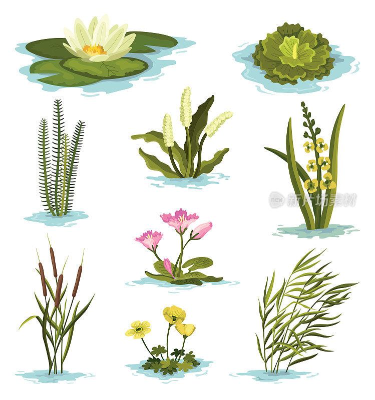 沼泽和湿地植物收集。手绘植物套装。芦苇，睡莲，甘蔗和苔草。沼泽动植物。普通植物生长在水中，孤立的插图