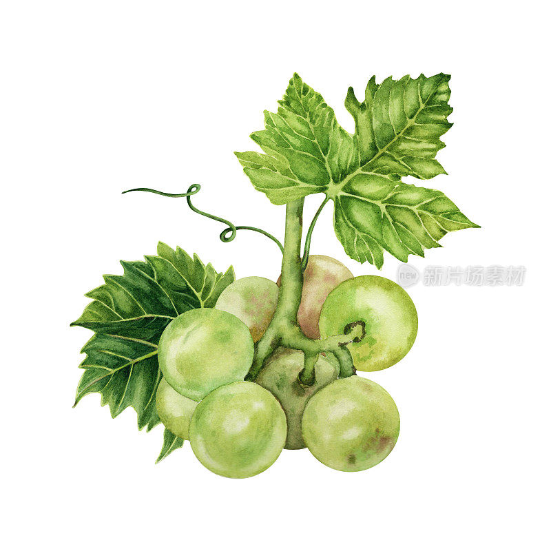 一串绿色的葡萄和绿色的藤叶。手绘水彩插图孤立的白色背景。