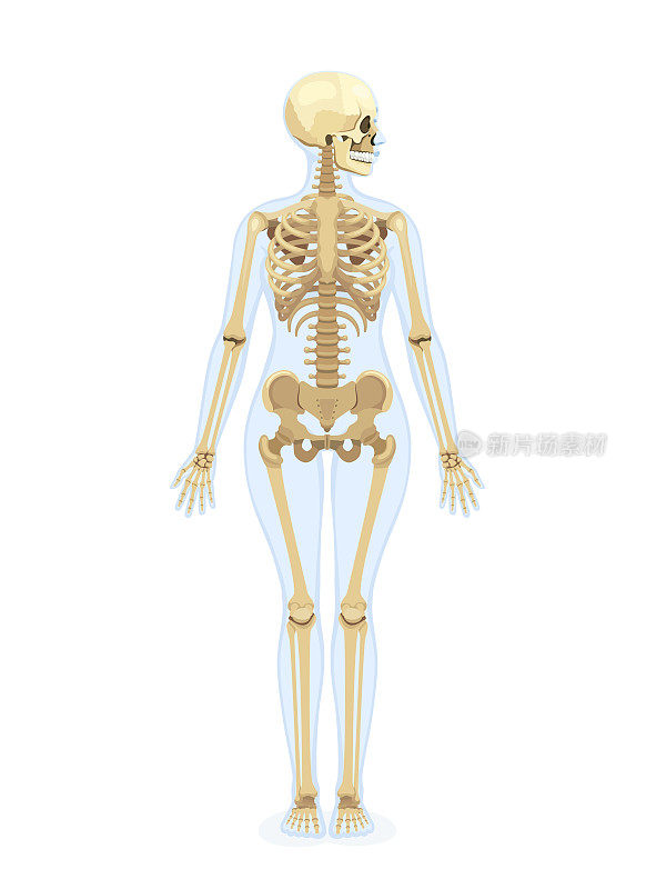 女性人类骨骼。前视图。人颅骨侧面图。
