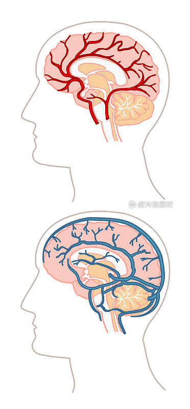 解剖学-大脑和;血液流动