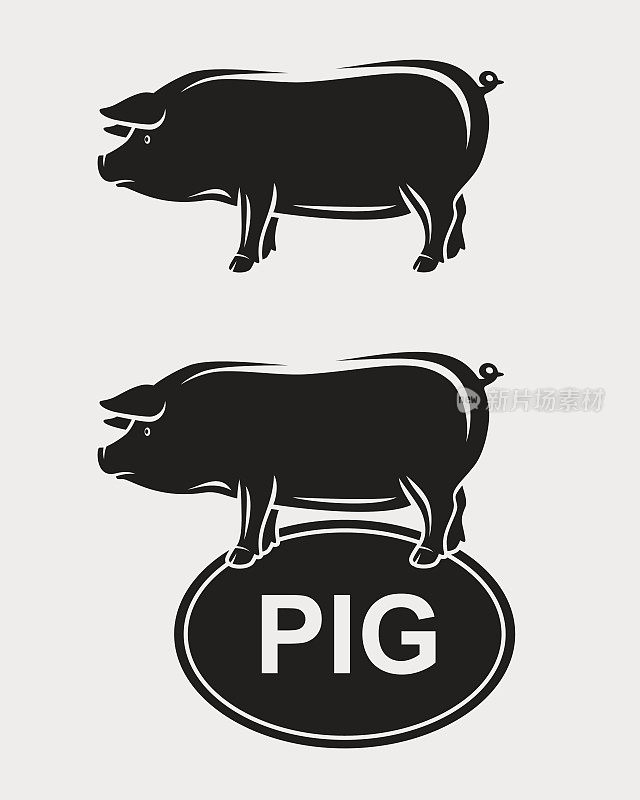 猪。向量