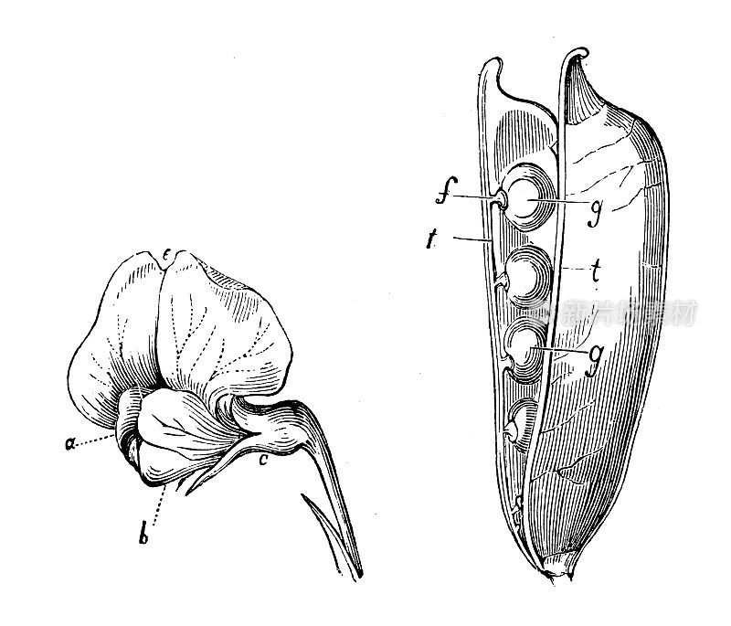 古代植物学插图:豌豆