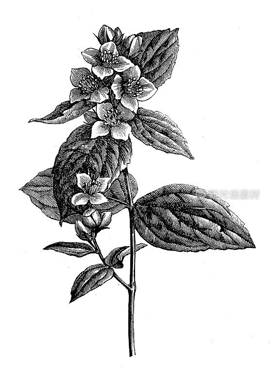 古植物学插图:费城冠状花(甜假山茱萸，英国山茱萸)