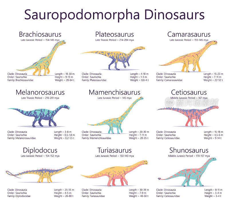 蜥脚形亚目恐龙。彩色矢量插图的恐龙孤立在白色的背景。一套古老的生物，具有大小，重量，分类和生活时期的信息