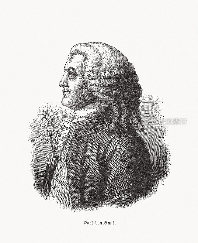 卡尔・冯Linné(1707-1778)，瑞典博物学家，木刻，1893年出版