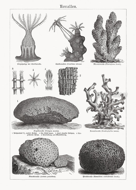 珊瑚，木刻，1893年出版