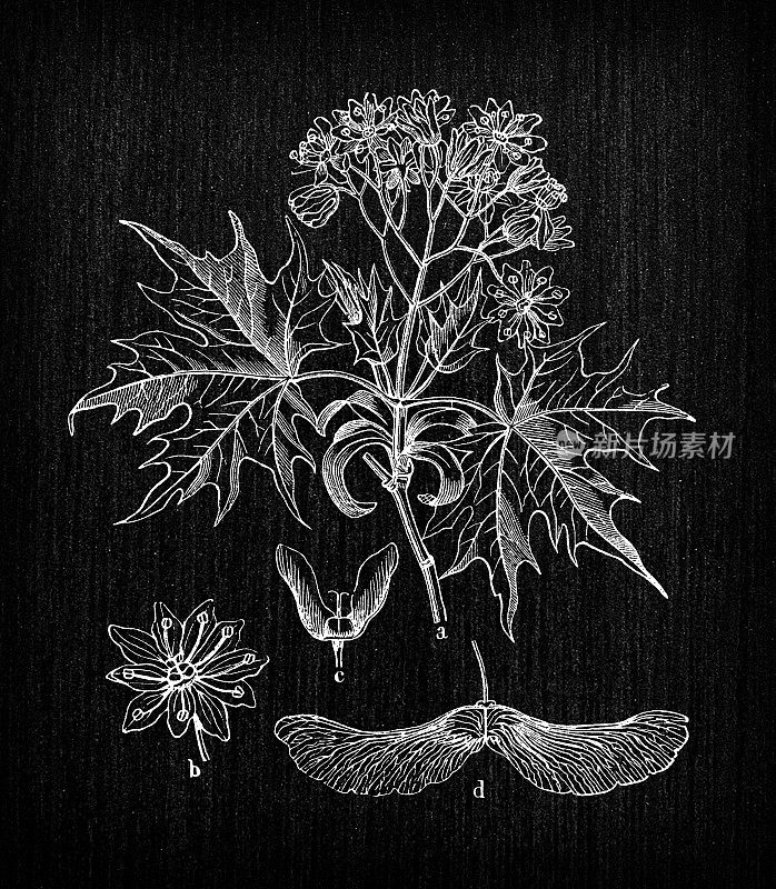 植物学植物仿古雕刻插画:platanoides槭(挪威枫)