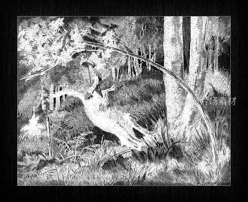 古色古香的法国版画插图:狼的陷阱
