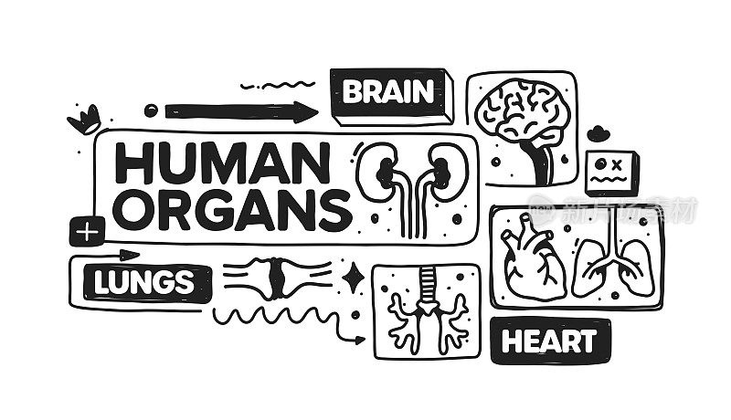 人体器官对象和元素。矢量涂鸦插图收集。手绘图标集或横幅模板