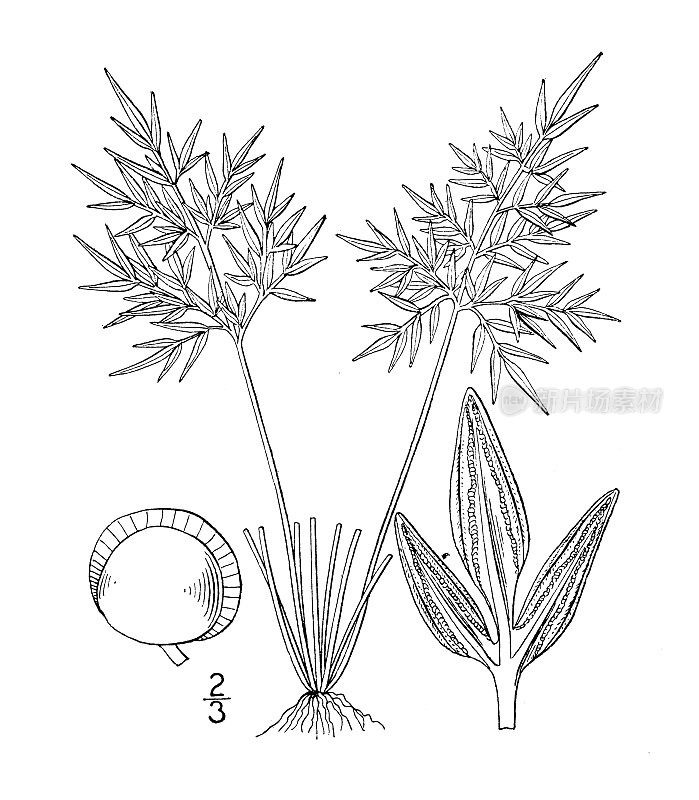 古植物学植物插图:贝莱亚densa，俄勒冈悬崖刹车