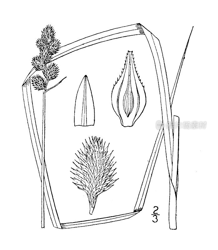 古植物学植物插图:鸡冠苔草、凤头莎草