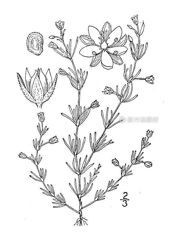 古植物学植物插图:天竺葵、沙戟、紫砂草