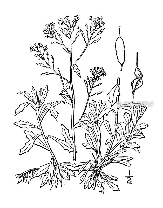 古植物学植物插图:ramosissima，分支惠特洛草