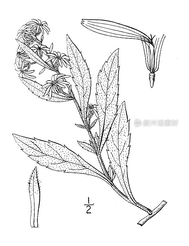 古植物学植物插图:密苏里紫菀，密苏里紫菀