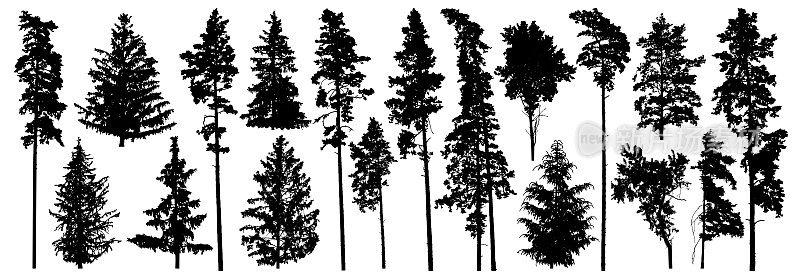 一套森林树木。松树、云杉、落叶树的剪影。矢量图