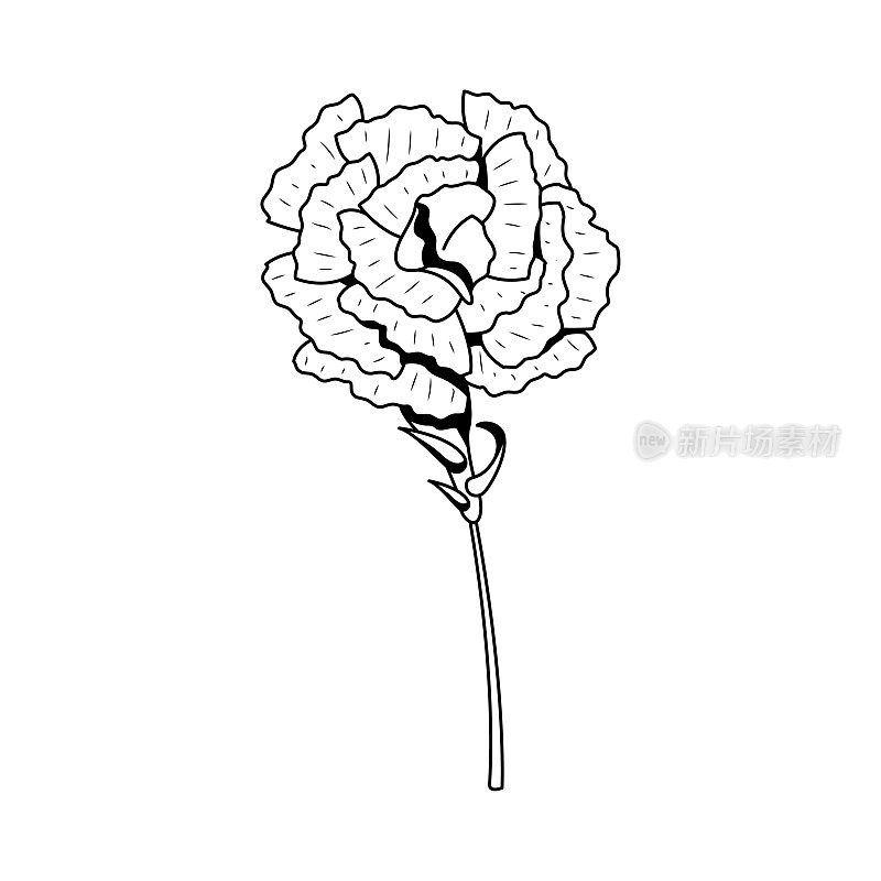 抽象手绘花卉植物康乃馨植物花卉自然开花涂鸦概念向量设计轮廓风格在白色背景孤立