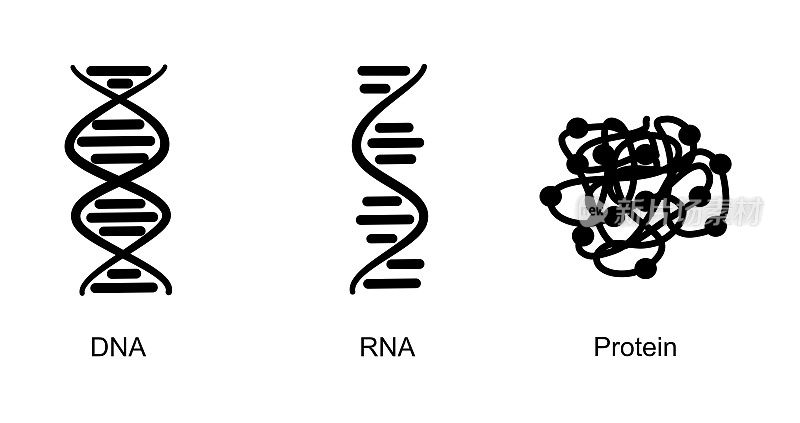 图标概念中的分子生物学:DNA、RNA和蛋白质