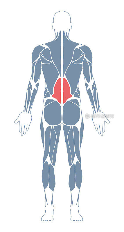 肌肉系统。人类的身体。男性解剖学。运动健身训练健身房锻炼矢量插图。后视图。Dorsi肌肉