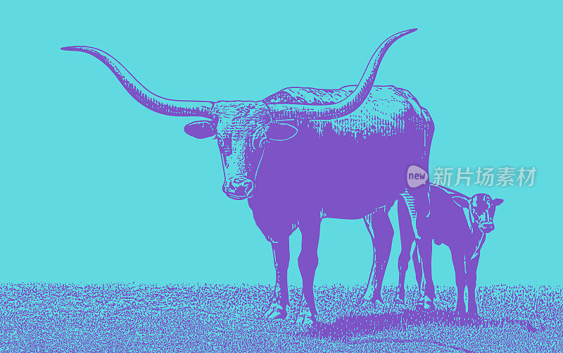 德州长角牛和小牛
