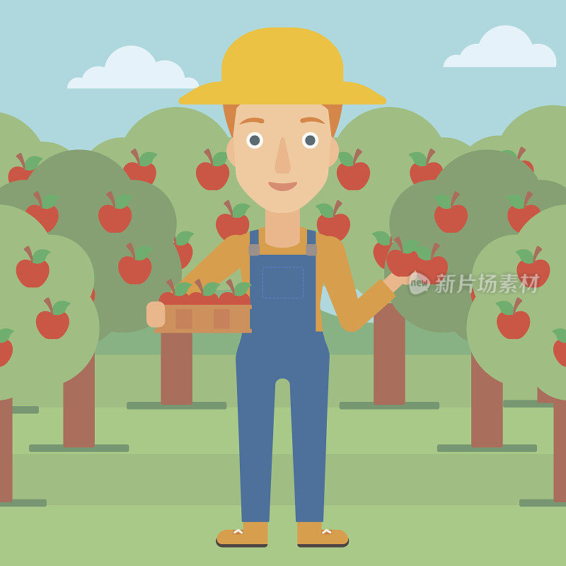 农民收集苹果