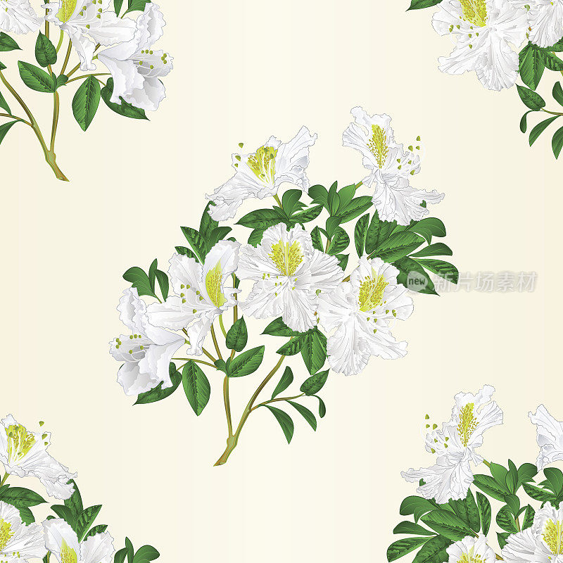 无缝纹理白色杜鹃花嫩枝与花和叶山地灌木复古矢量编辑插图