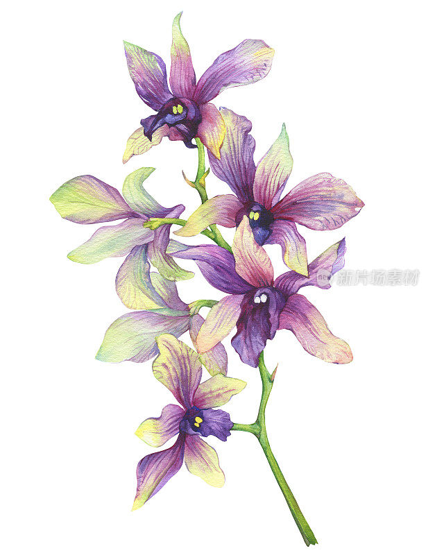 开花的热带紫色兰花(蝴蝶兰，石斛兰)的一枝。花卉艺术。近距离杂交兰花。手绘水彩画插图上的白色背景。