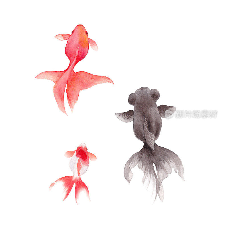 三条金鱼的水彩画插图
