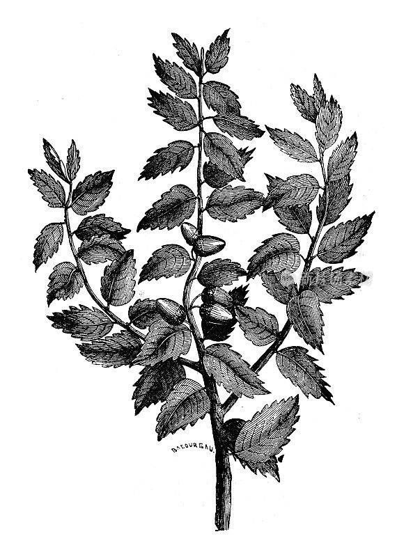 古植物学插图:栓皮栎、栓皮栎