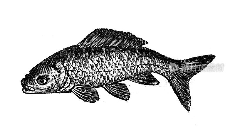 古董动物插图:金鱼