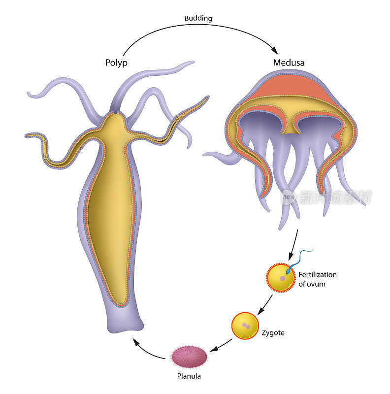 水母的生命周期