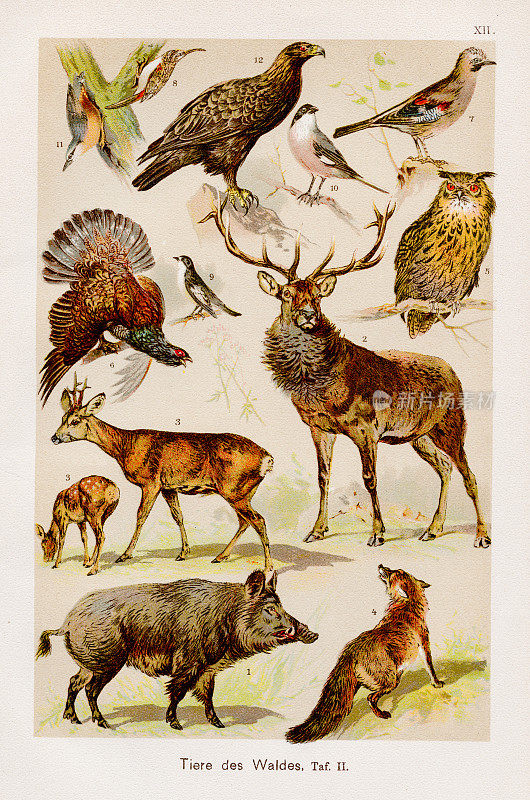 森林动物色板印刷术1899