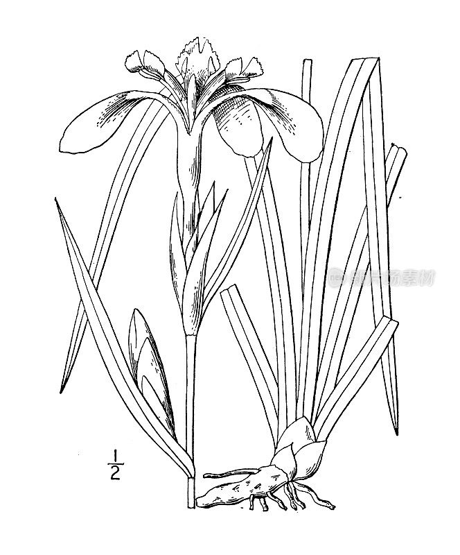 古植物学植物插图:鸢尾，红褐色旗帜