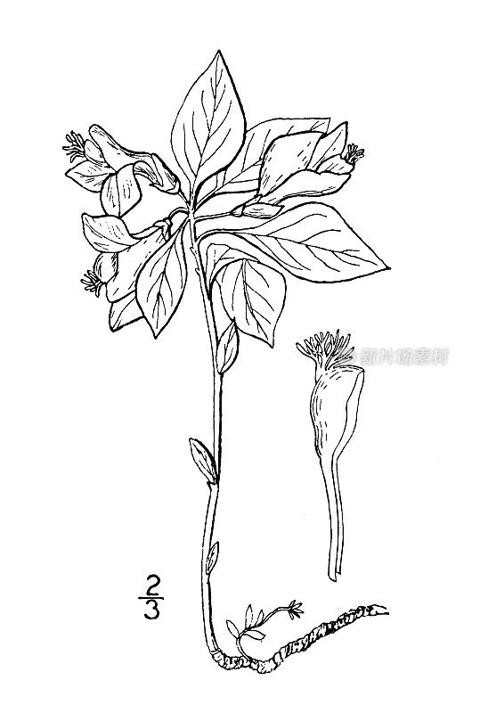 古植物学植物插图:少叶远志、流苏乳草