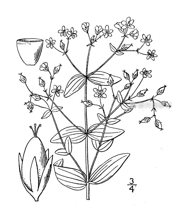 古植物学植物插图:金丝桃、小矮人圣约翰草